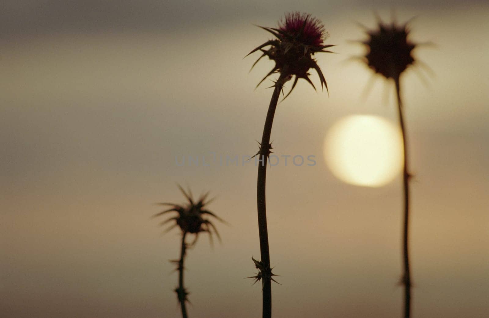 This is a Sunset. I shot flowers as silhouettes.