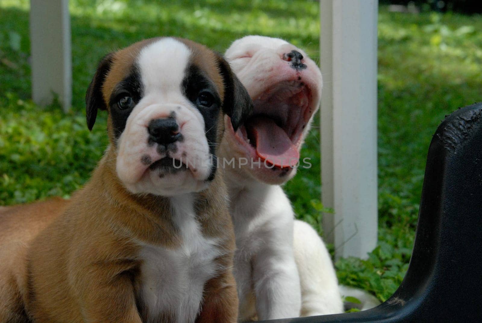 Puppies
