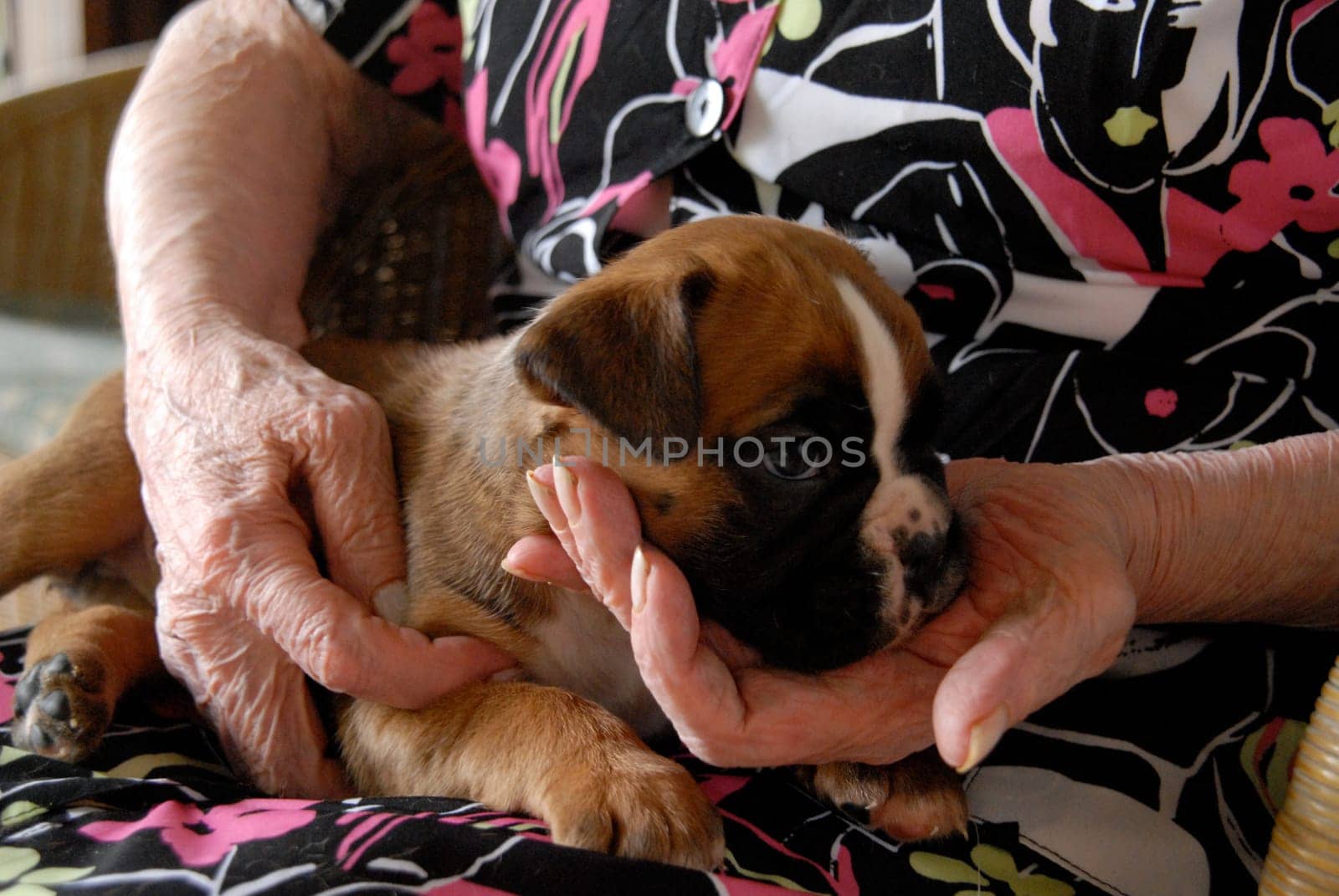 Puppies