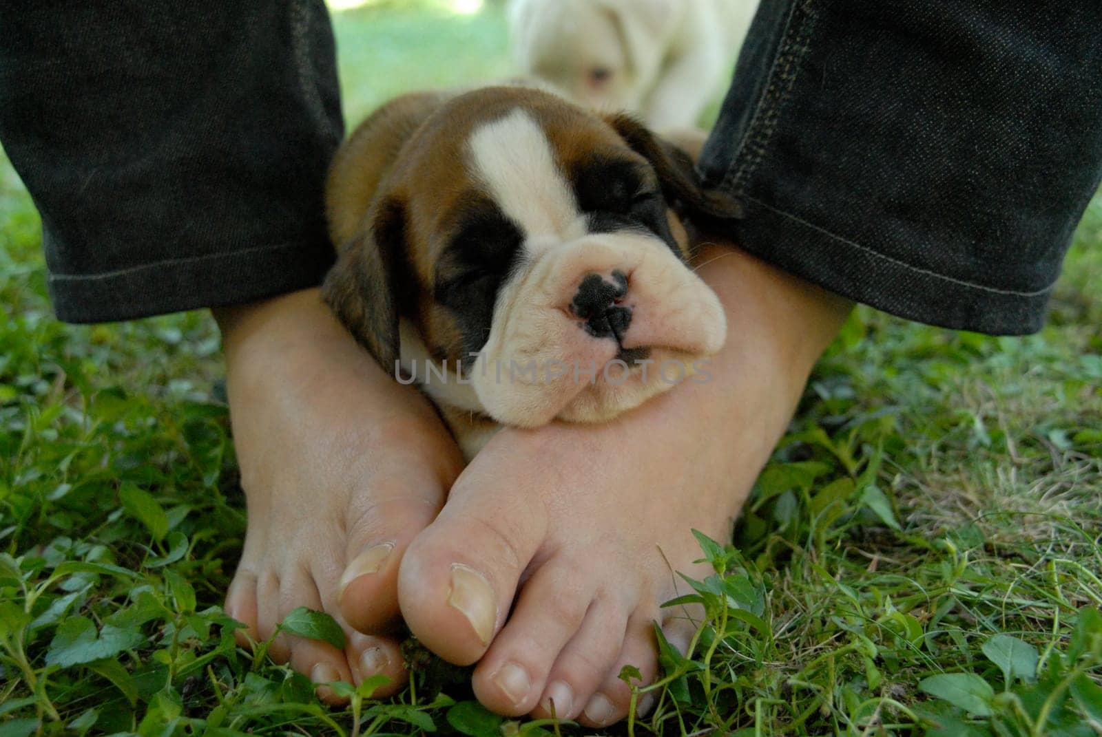 Puppies