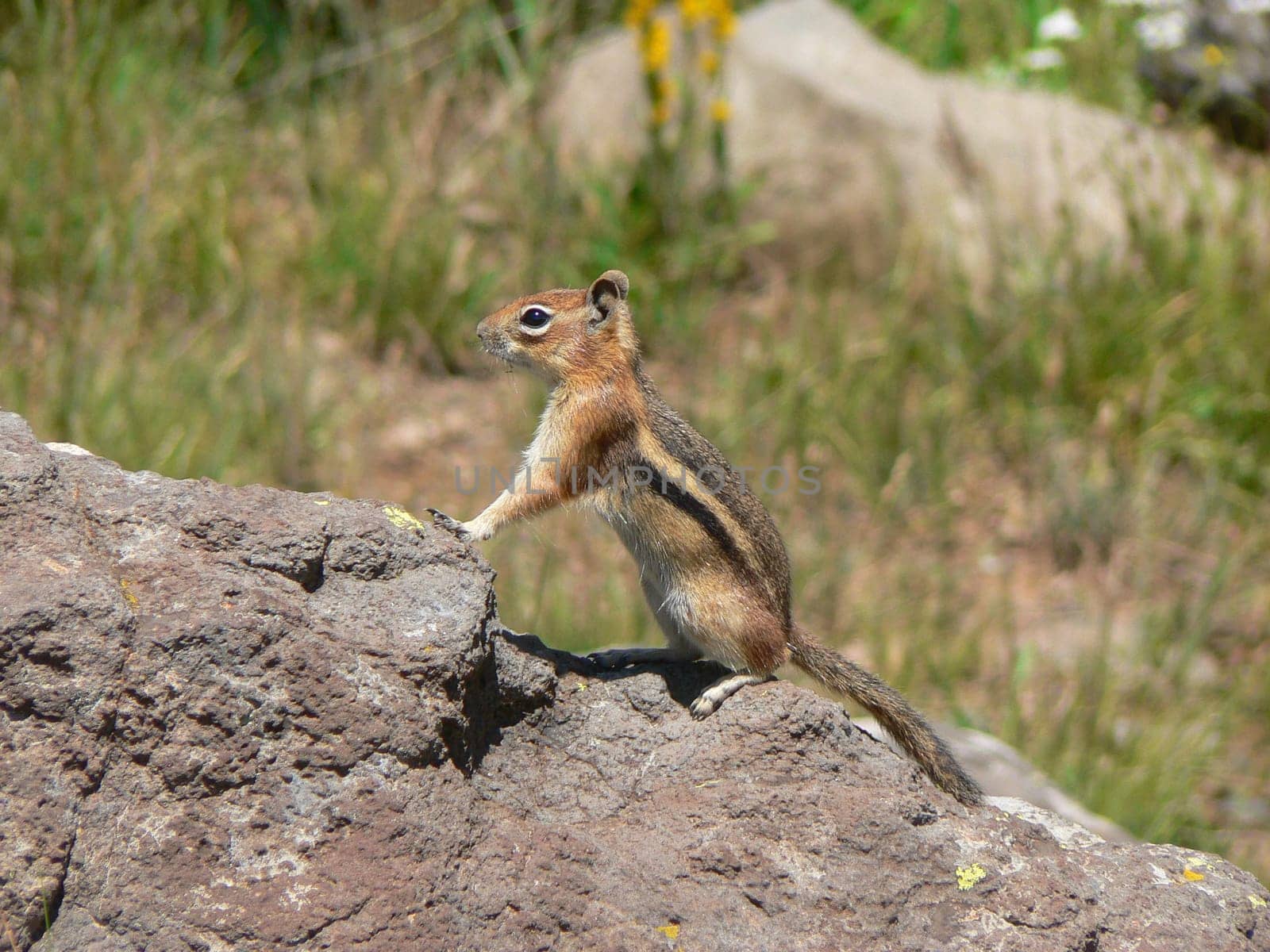Golden Mantled Ground Squirrel, Grand Mesa, Colorado