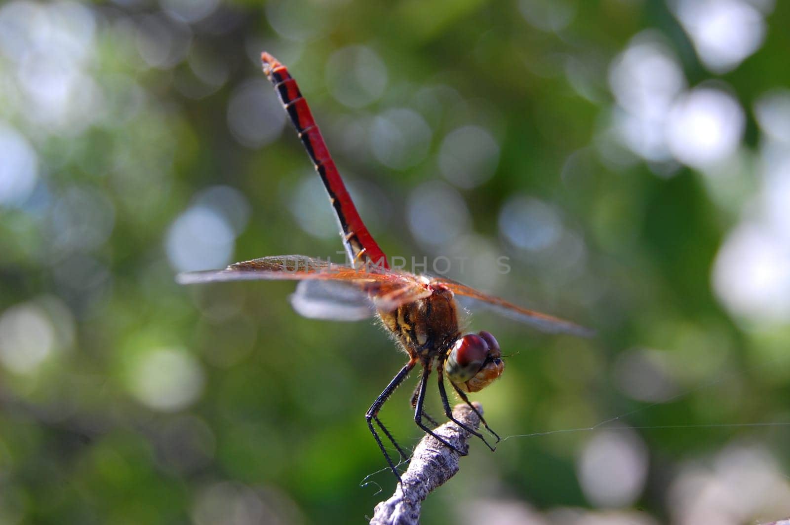 Dragonfly