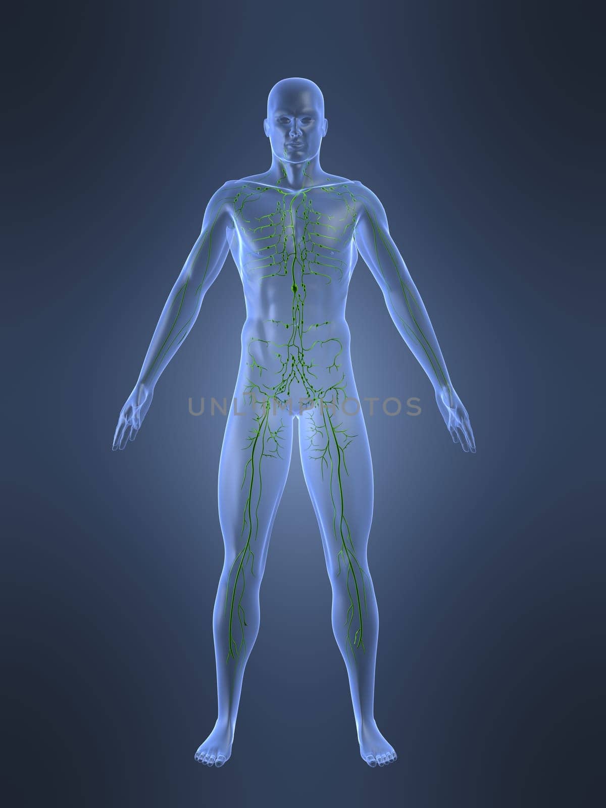 3d rendered anatomy illustrationof a human shape with the lymphatic system