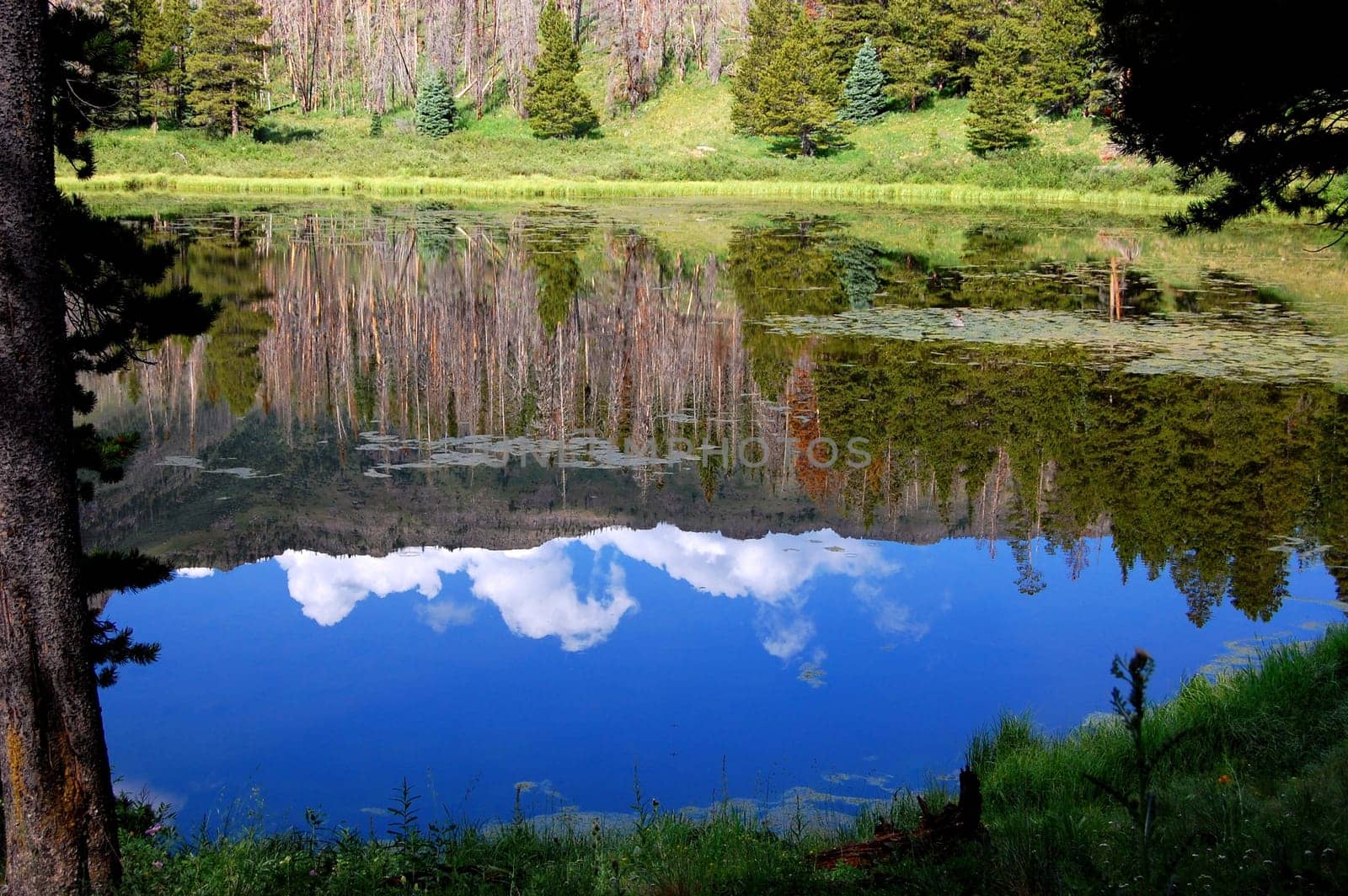 Reflections in a Lake, Flat Tops Wilderness, Colorado