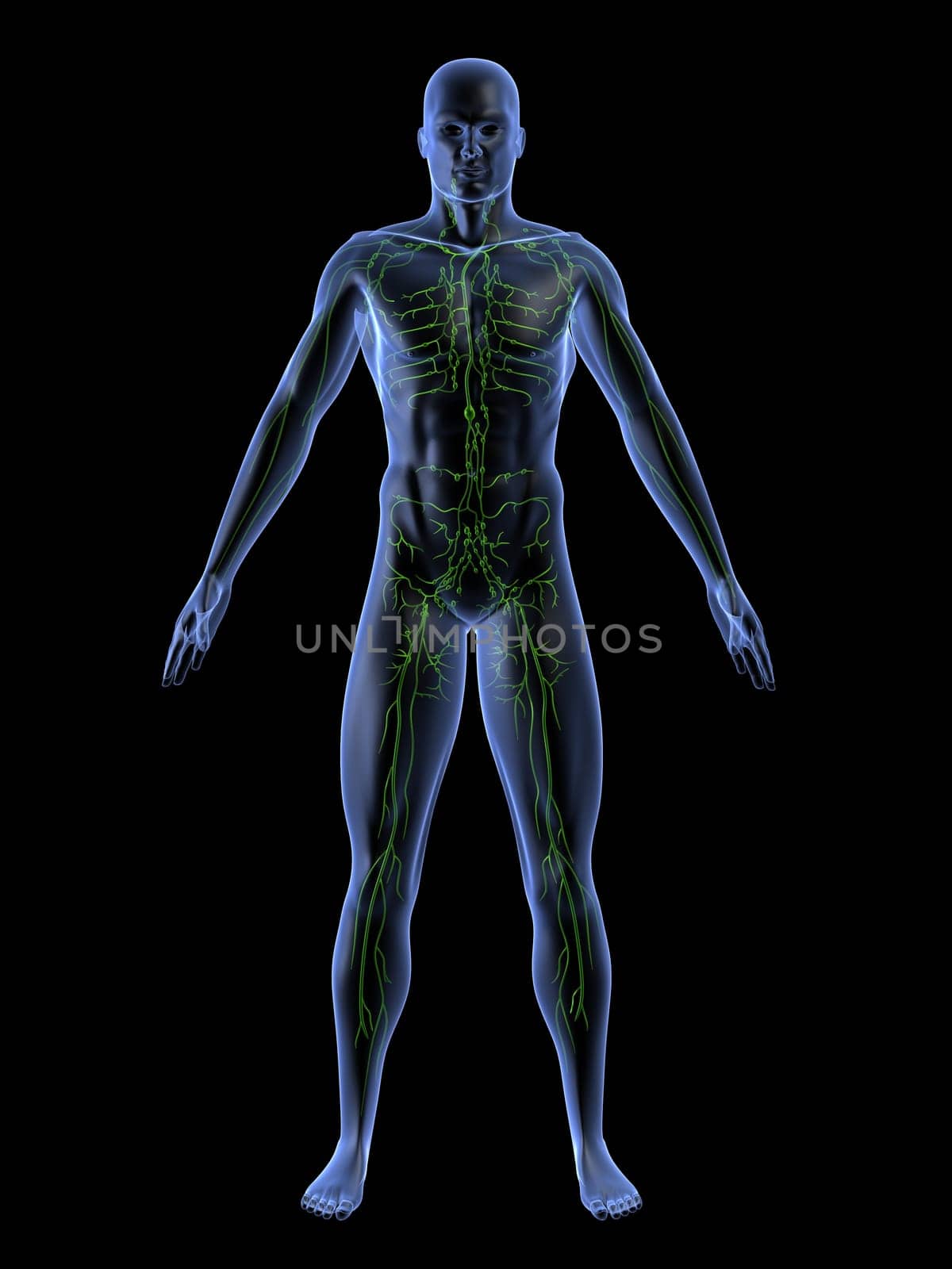 3d rendered anatomy illustrationof a human shape with the lymphatic system