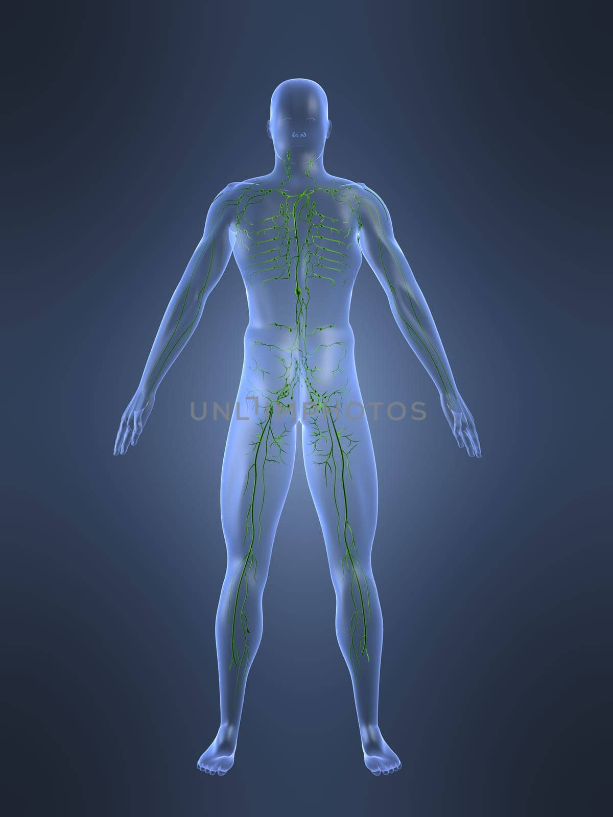 3d rendered anatomy illustrationof a human shape with the lymphatic system