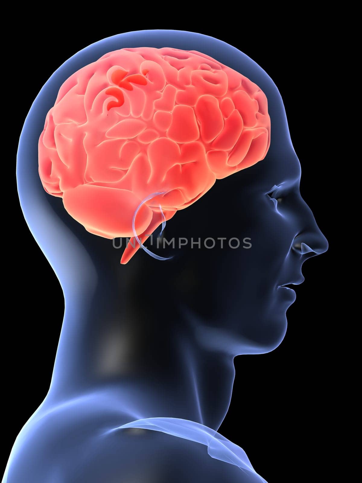 3d rendered anatomy illustration of a human head