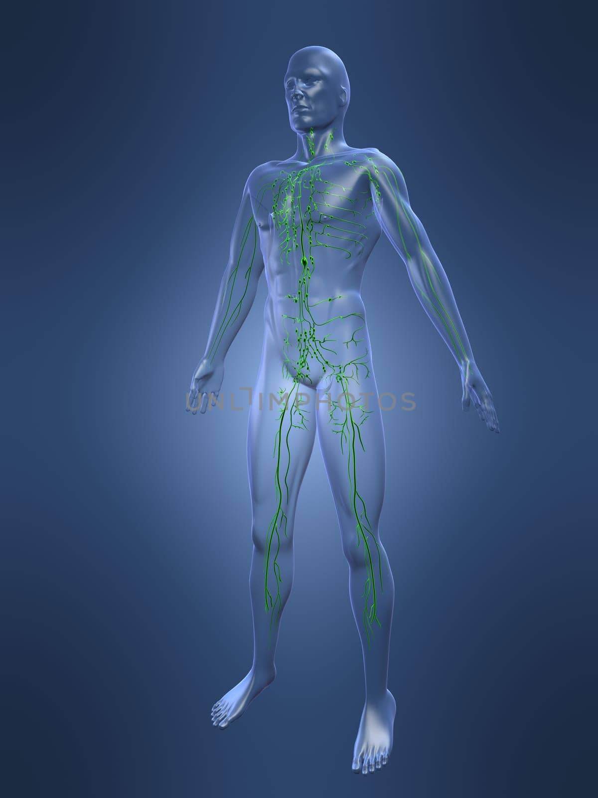 3d rendered anatomy illustrationof a human shape with the lymphatic system