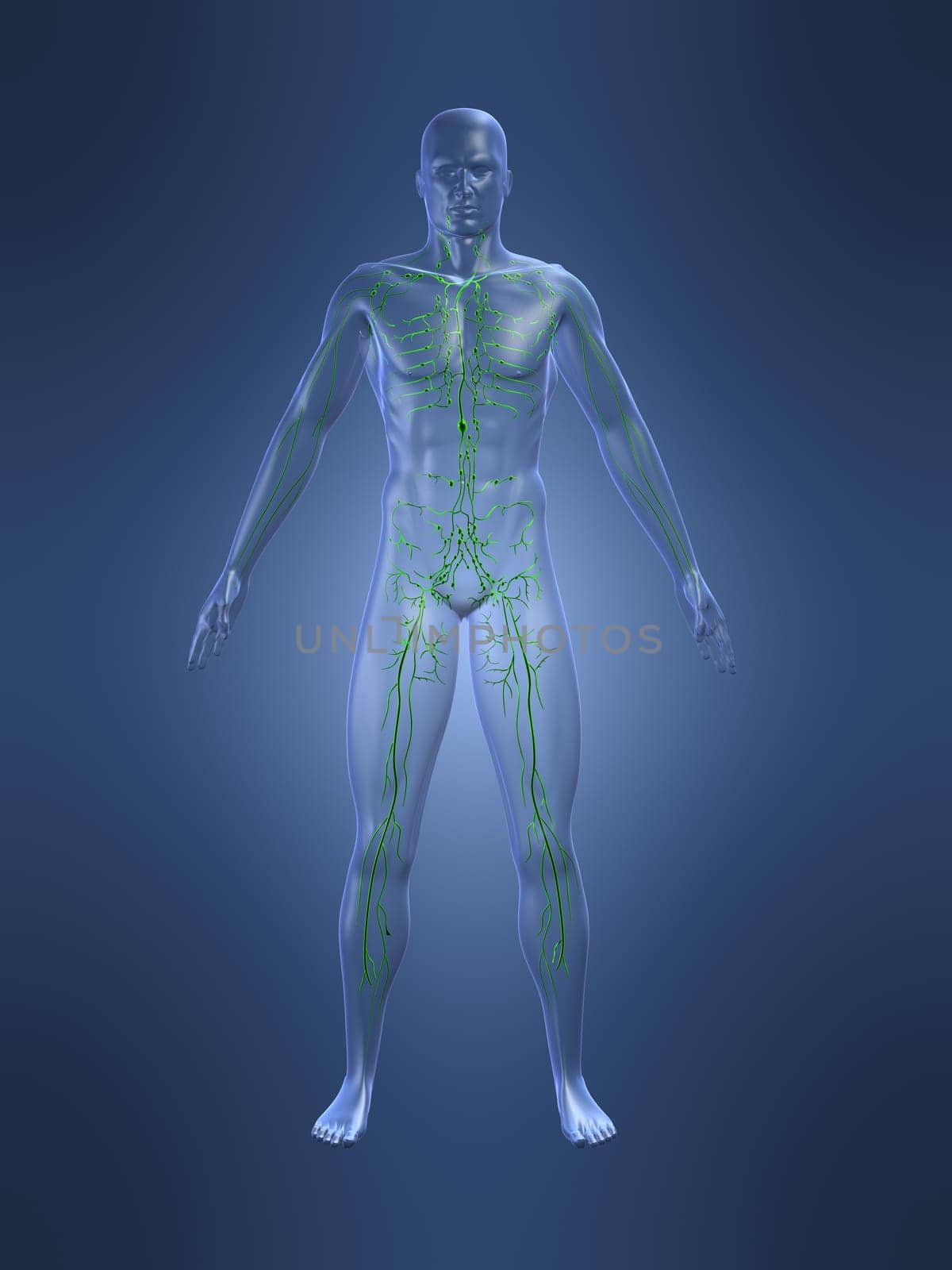 3d rendered anatomy illustrationof a human shape with the lymphatic system