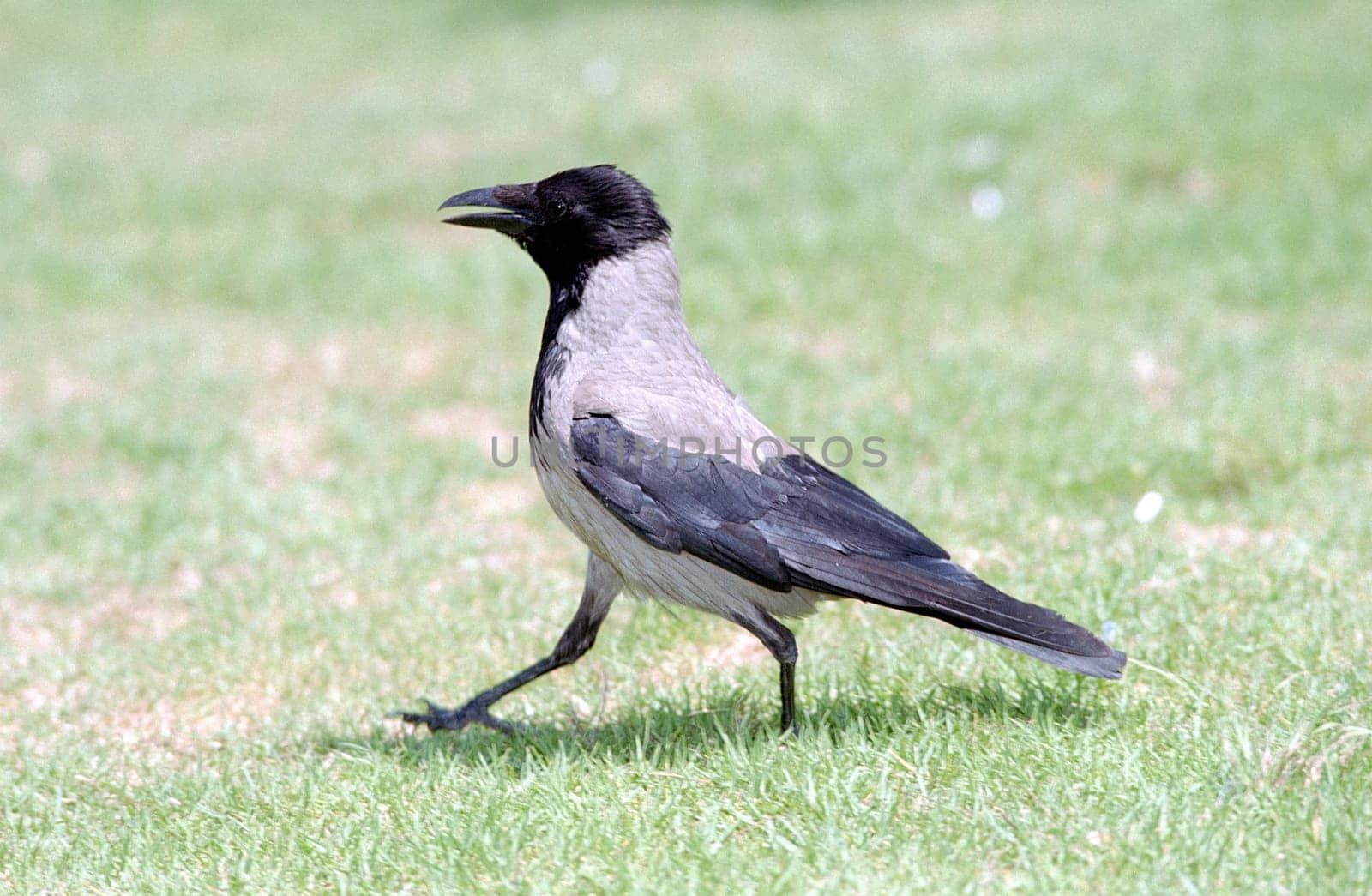 This is a Gray Crow