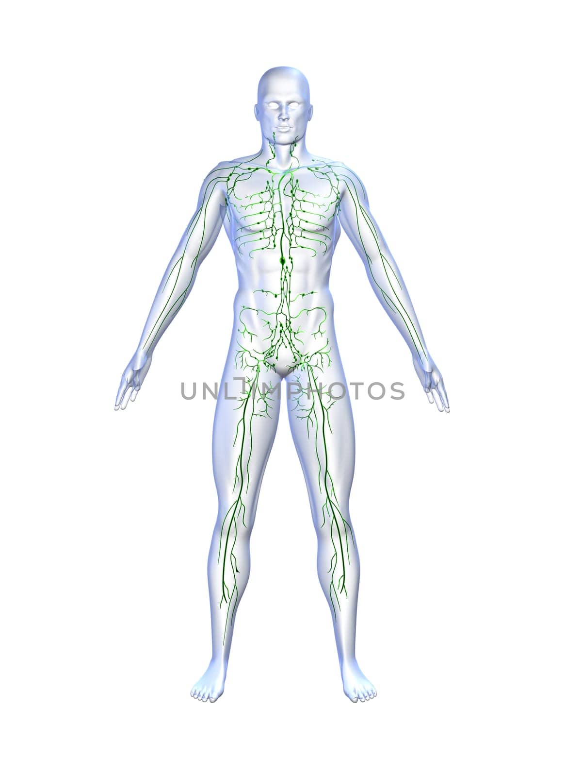 3d rendered anatomy illustrationof a human shape with the lymphatic system