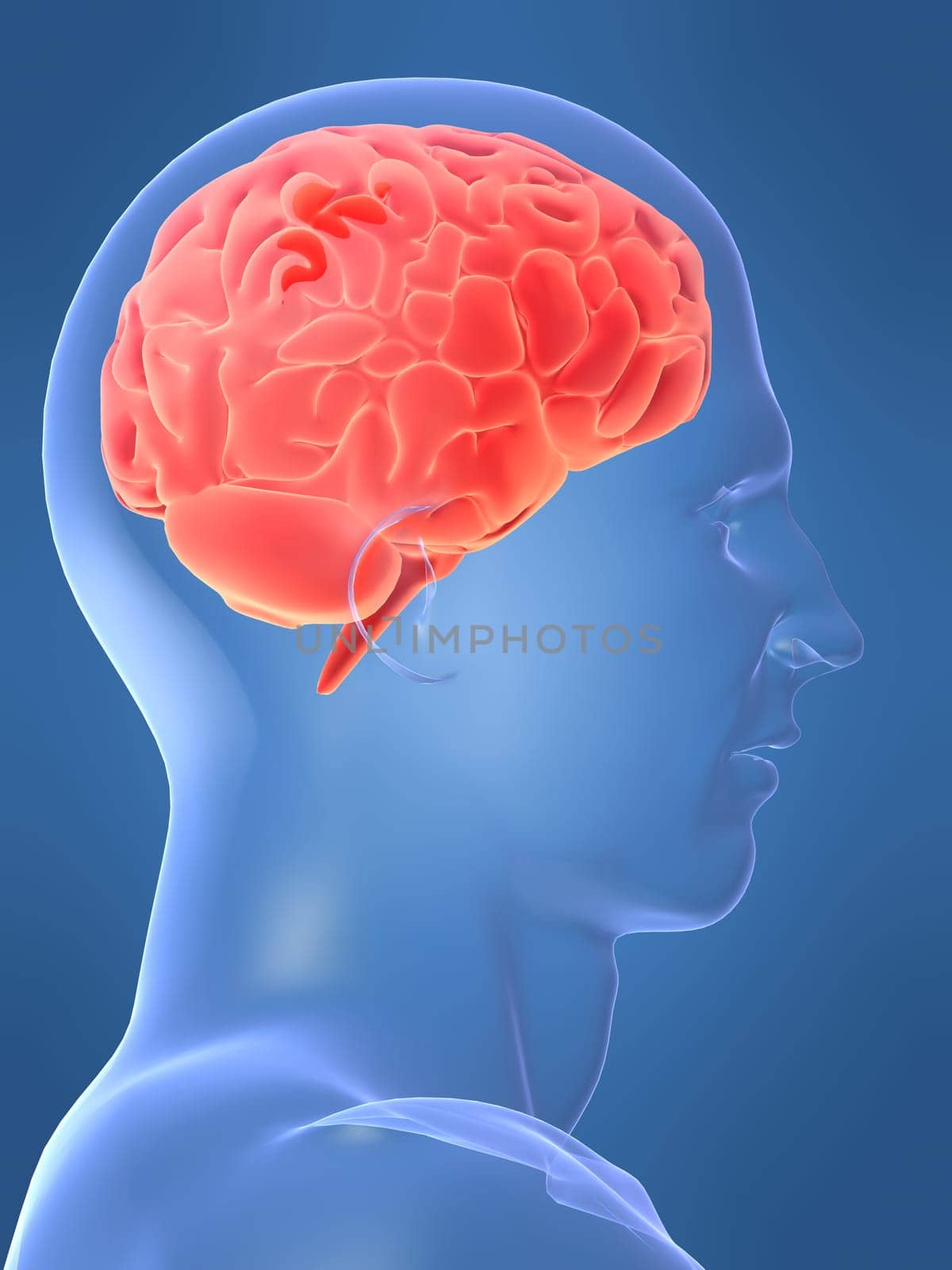 3d rendered anatomy illustration of a human head