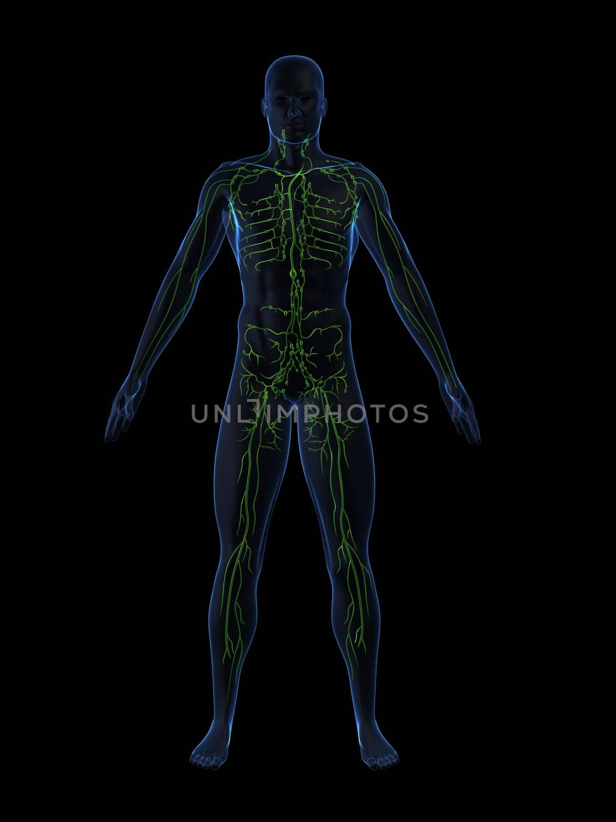 3d rendered anatomy illustration of a human shape with the lymphatic system
