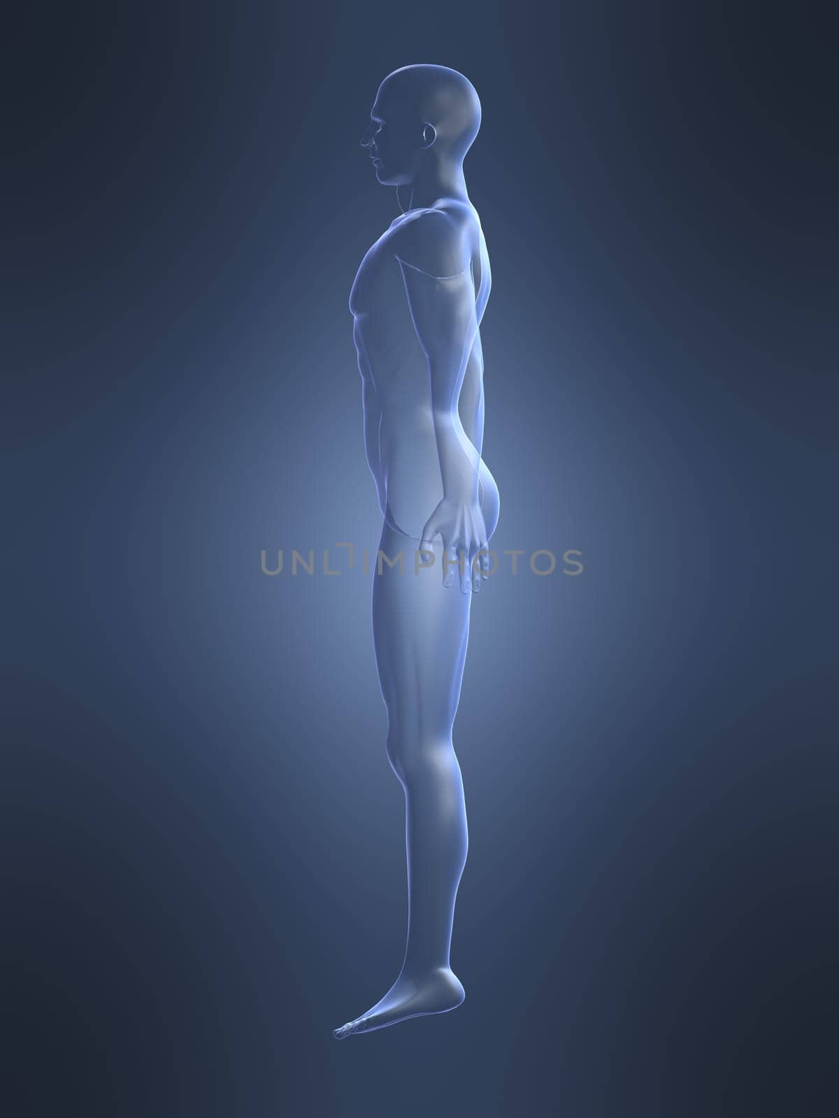 3d rendered anatomy illustration of a human body