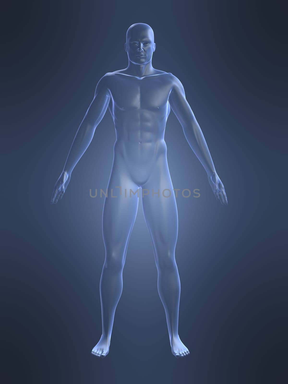 3d rendered anatomy illustration of a human body