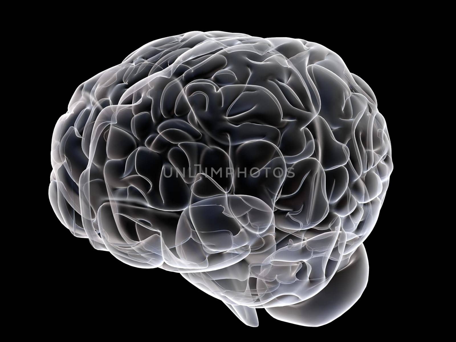 3d rendered anatomy illustration of a human brain