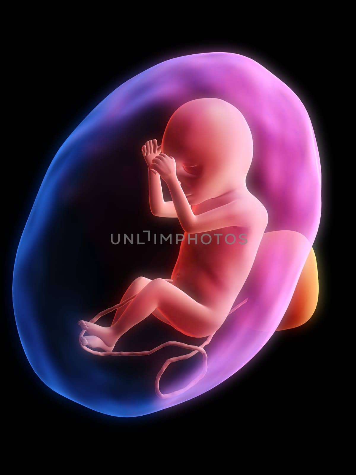 3d rendered illustration of a human fetus