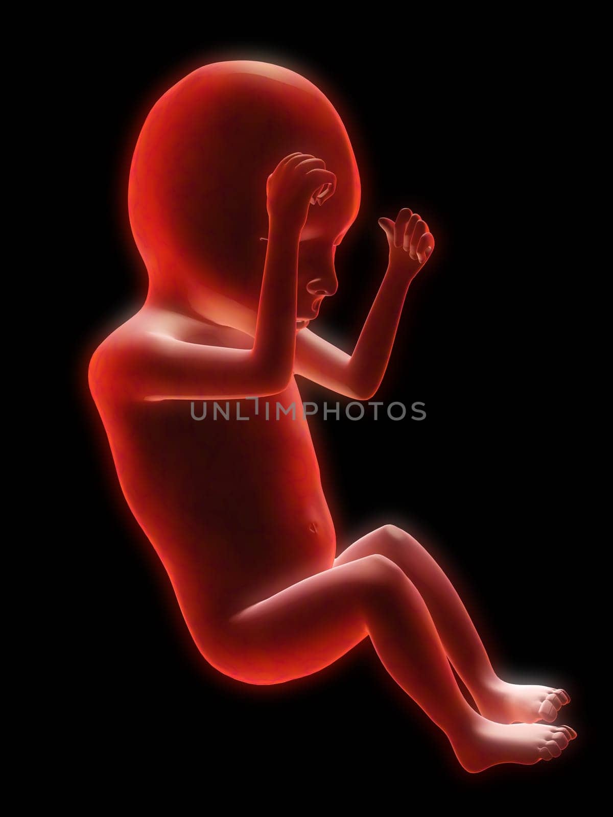 3d rendered illustration of a human fetus