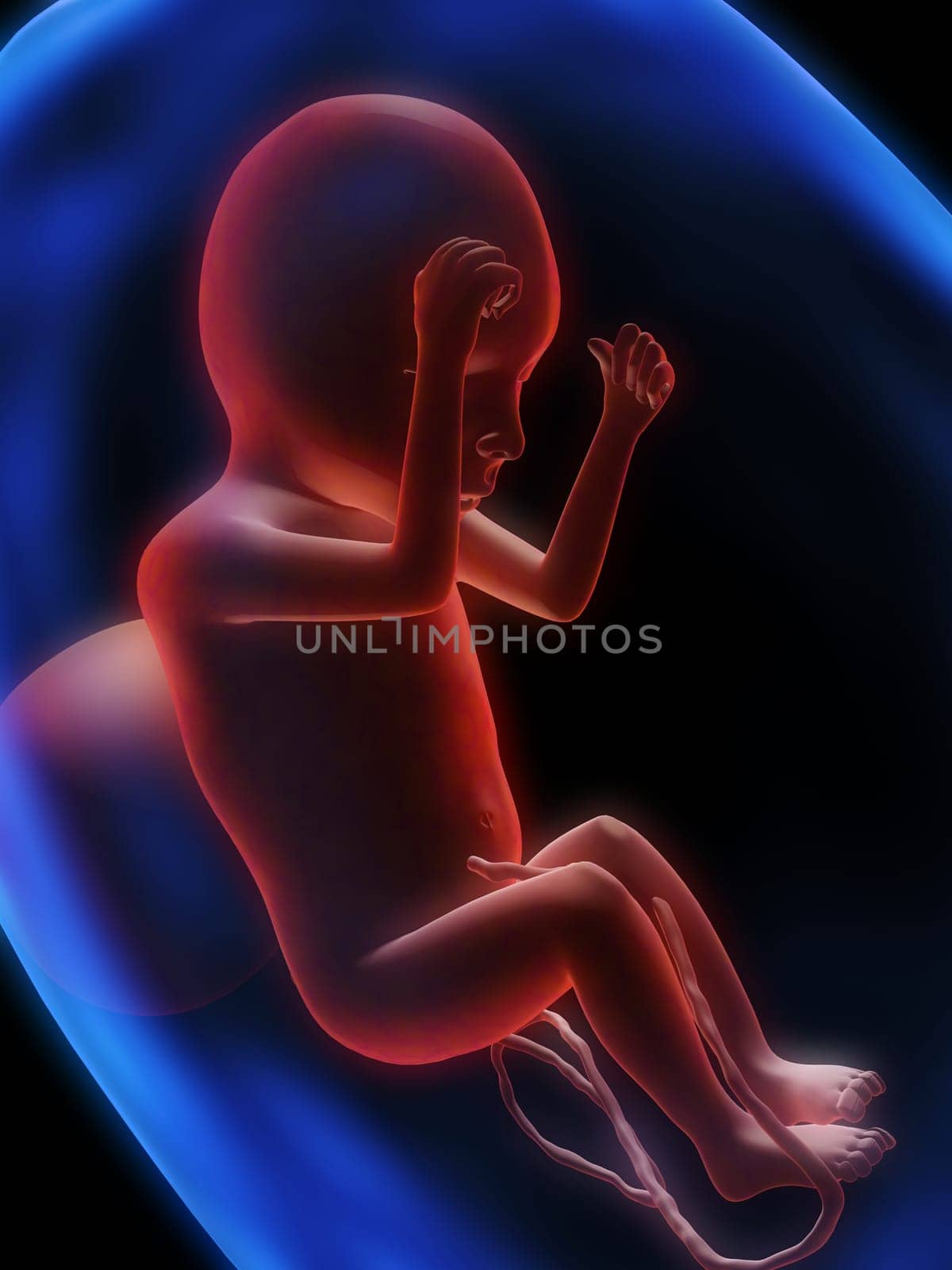 3d rendered illustration of a human fetus