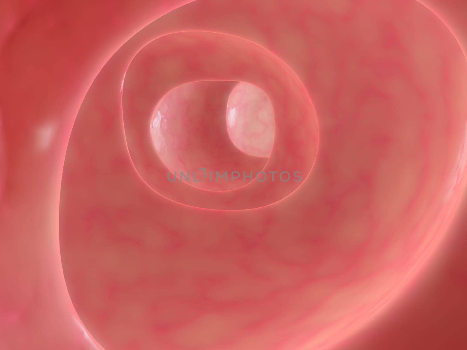 3d rendered anatomy illustration of a healthy colon