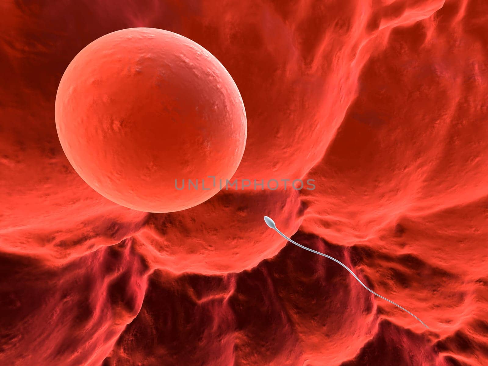 3d rendered close up of a human egg with one sperm