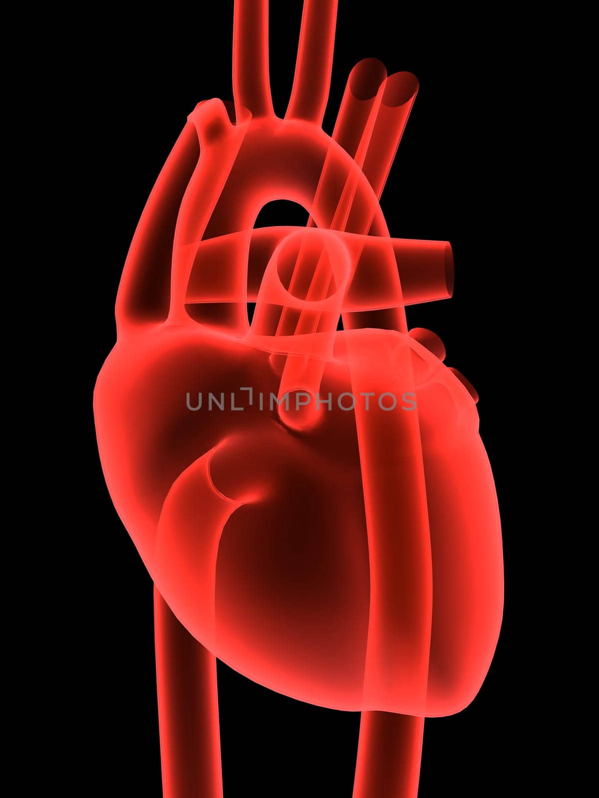 3d rendered anatomy illustration of a human heart
