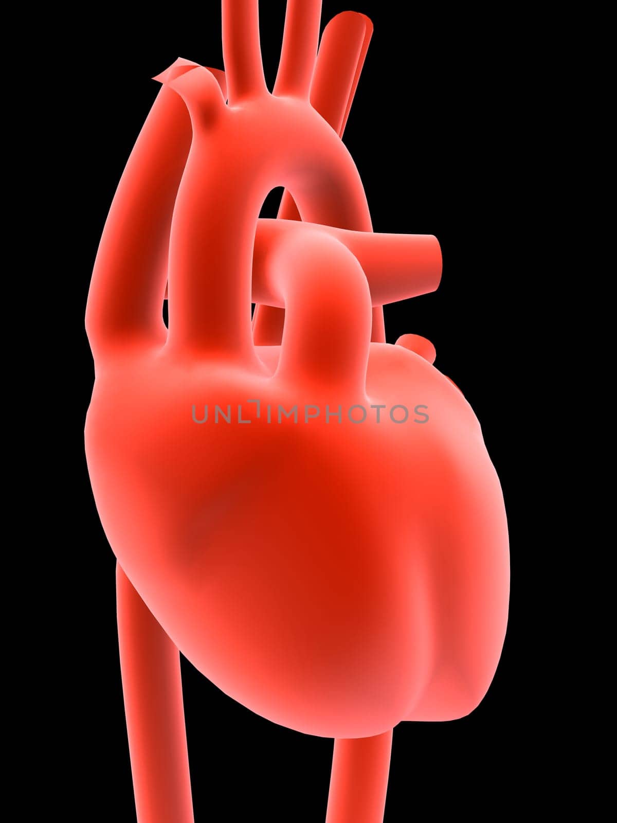 3d rendered anatomy illustration of a human heart