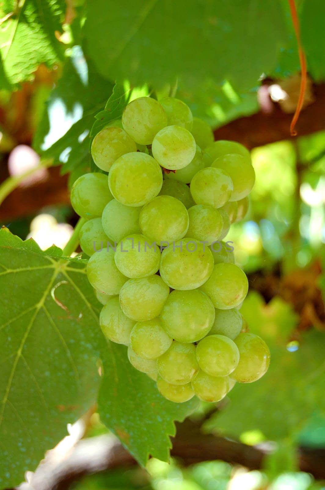 Green grape
