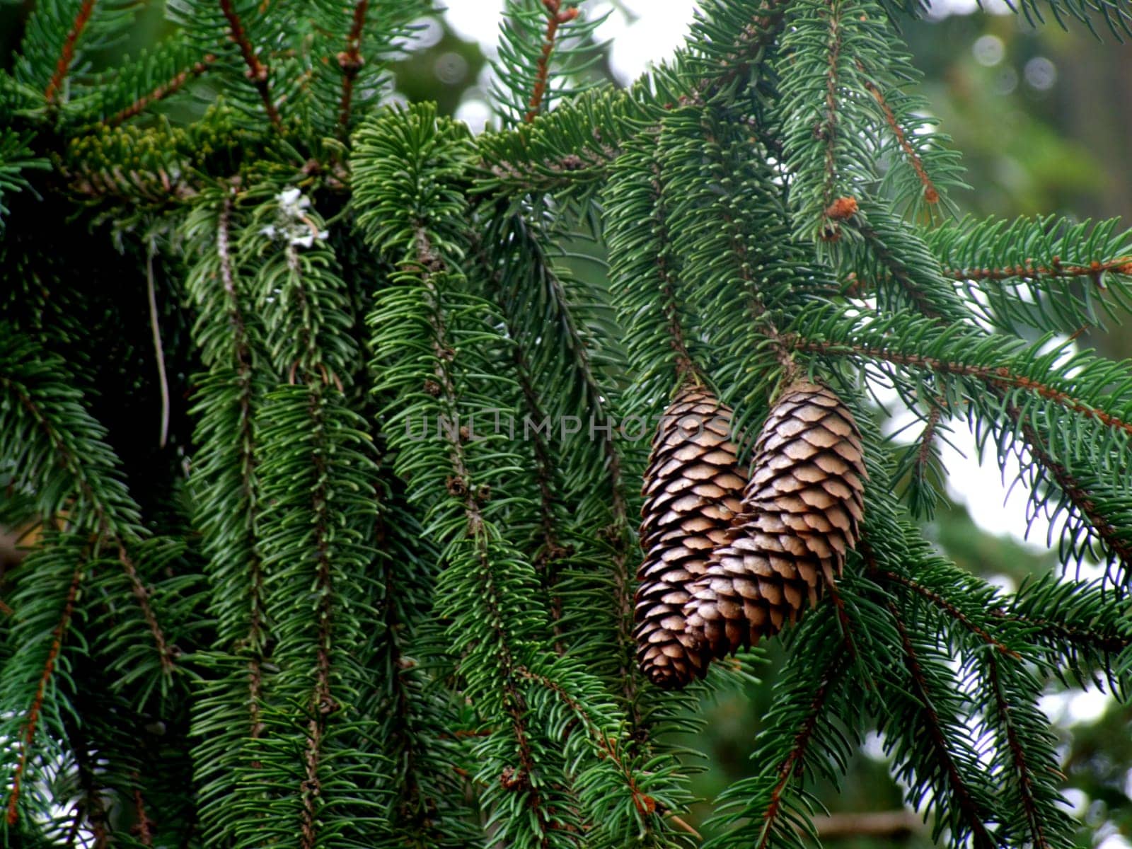Pair of pine cones still on their tree with natural and blurred backgrounds.