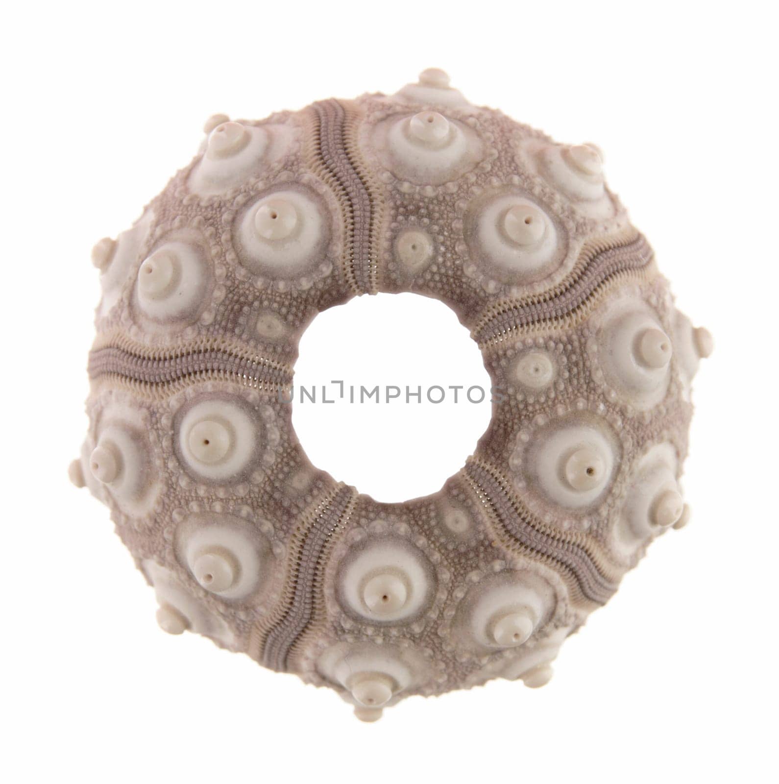 sea urchin skeleton isolated on white