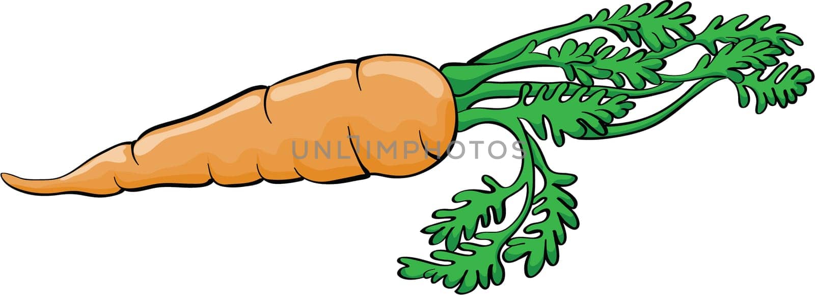 Illustration of a single carrot