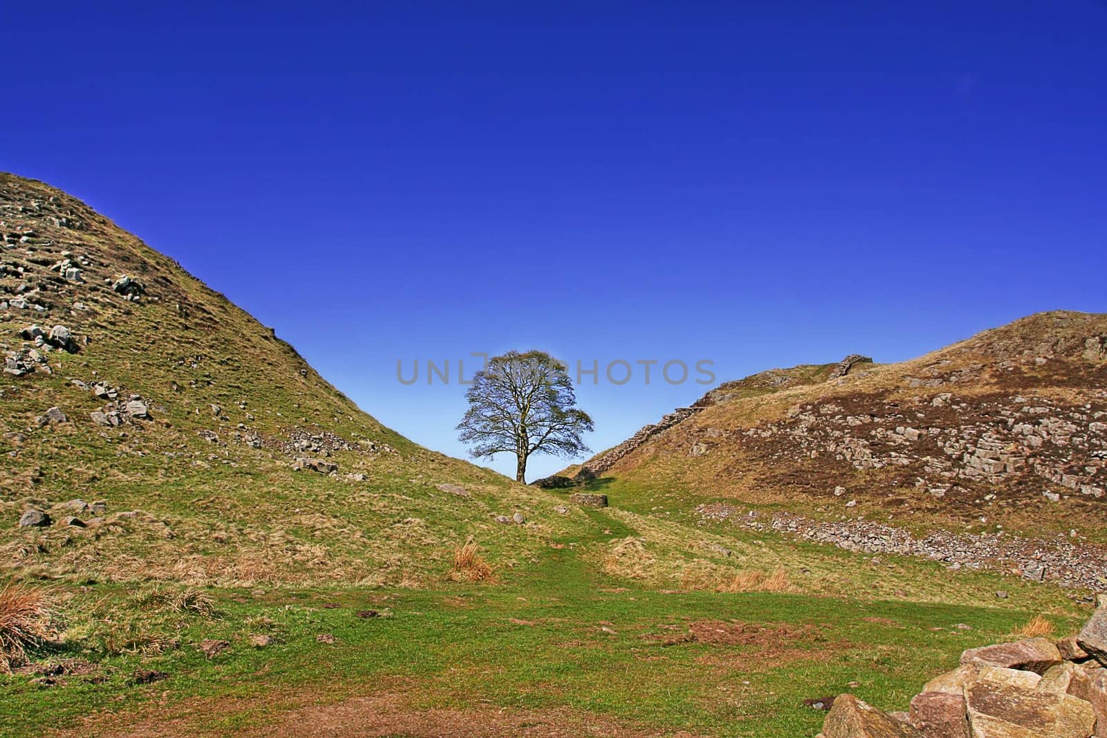 Sycamore Gap, used in filming Robin Hood Prince of Thieves and Roman wall