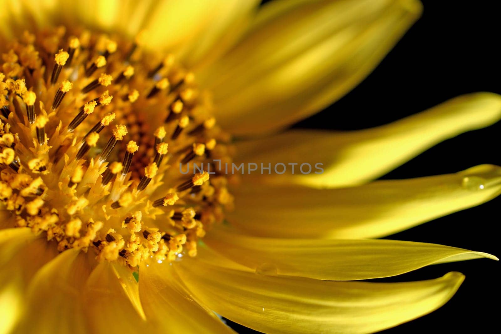 A macro shot of sunflower in diffused light