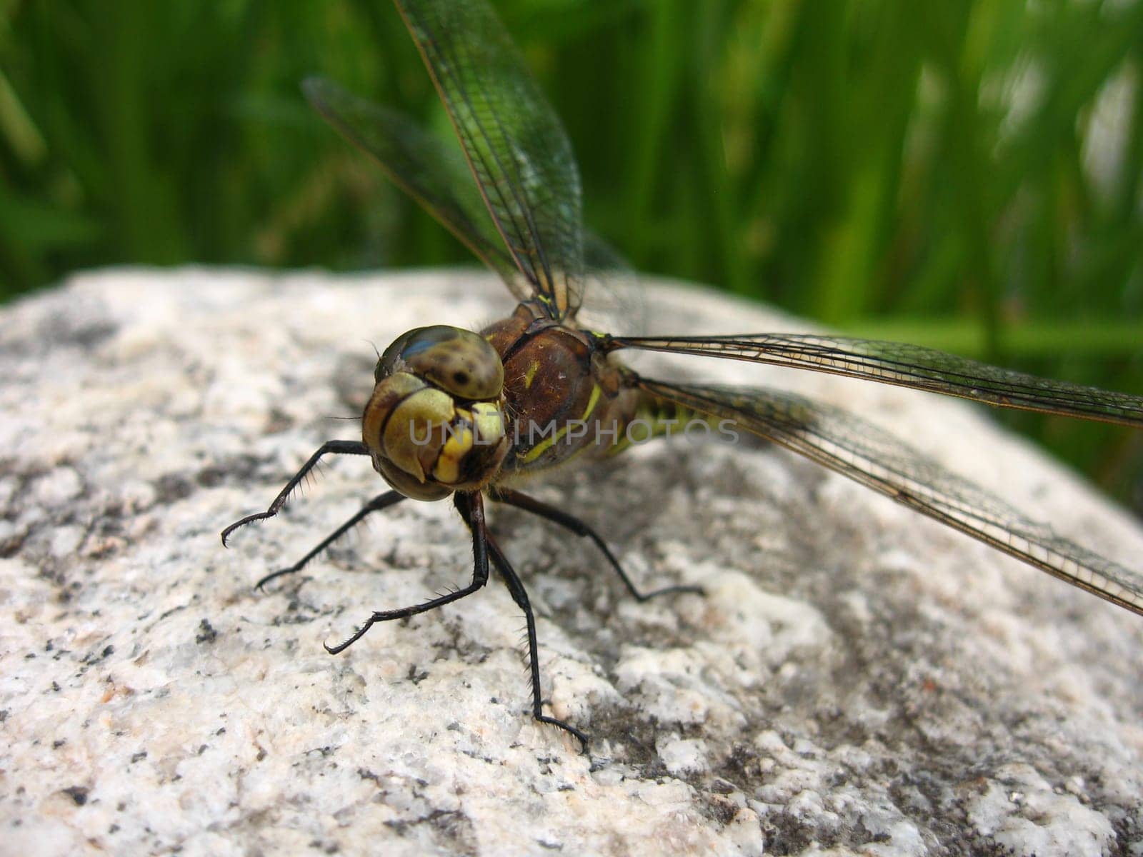 Dragonfly on Rock