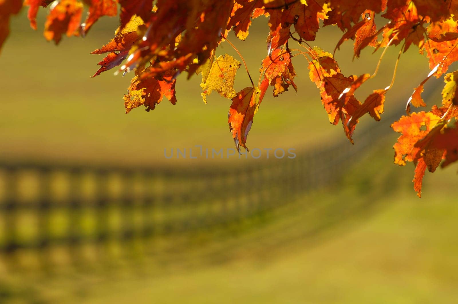 the red leaves of a maple frame a fenceline