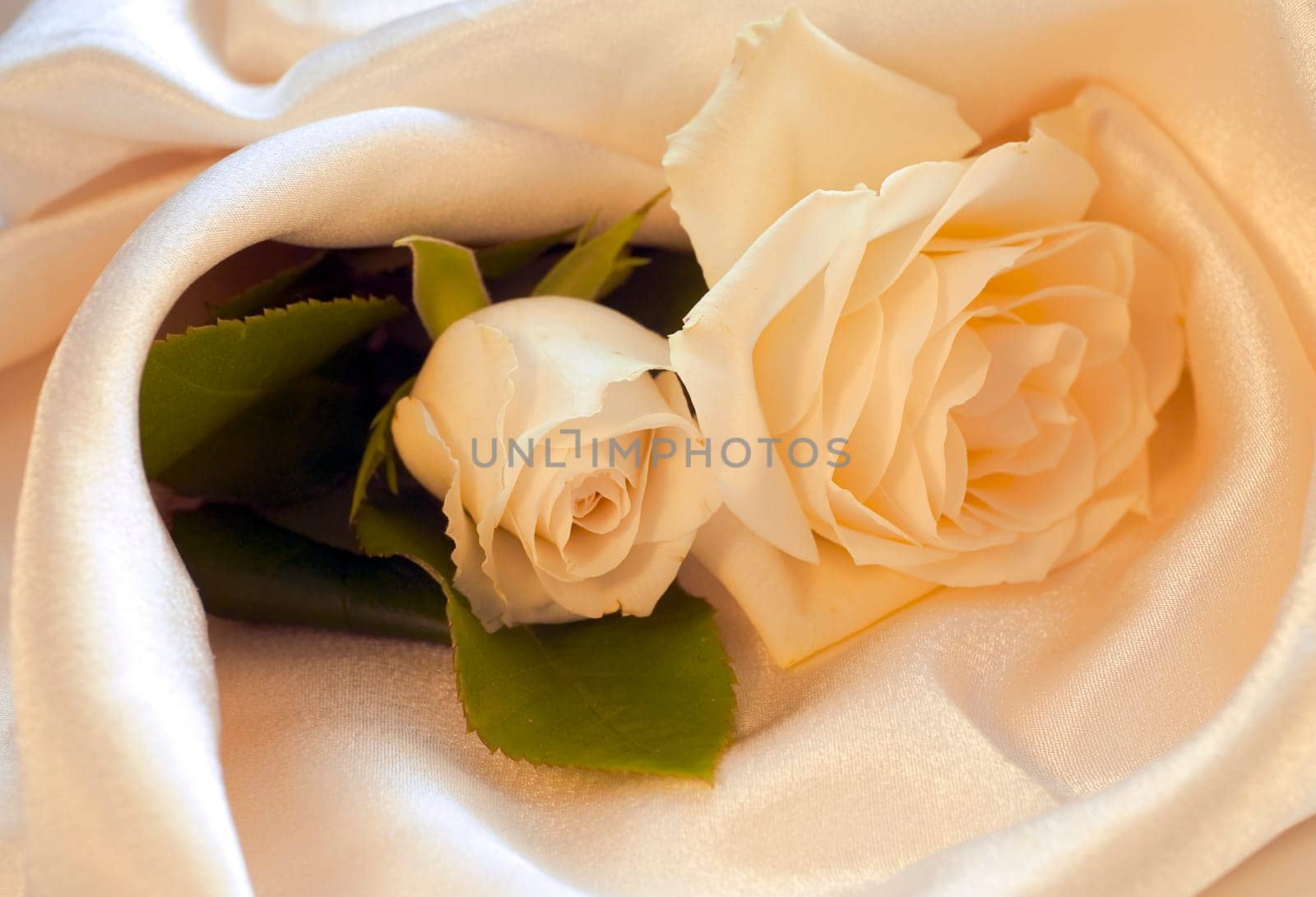 White rose in silk