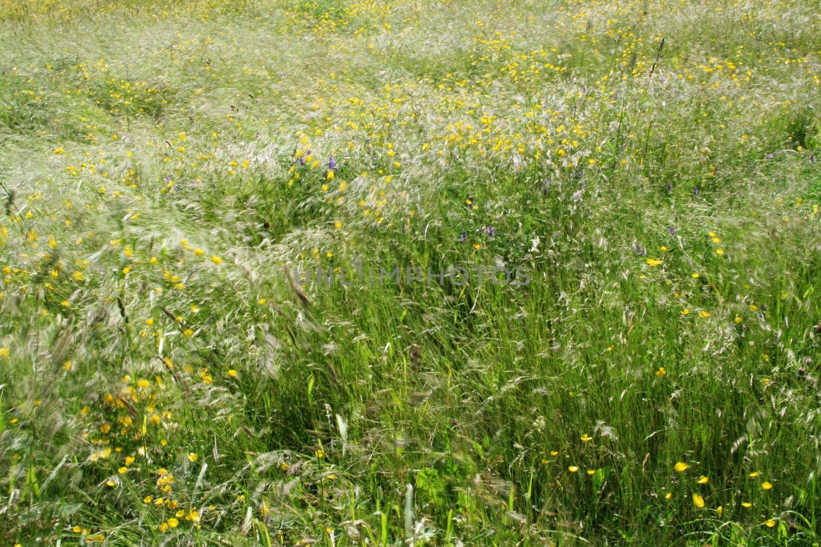 Moving Grass