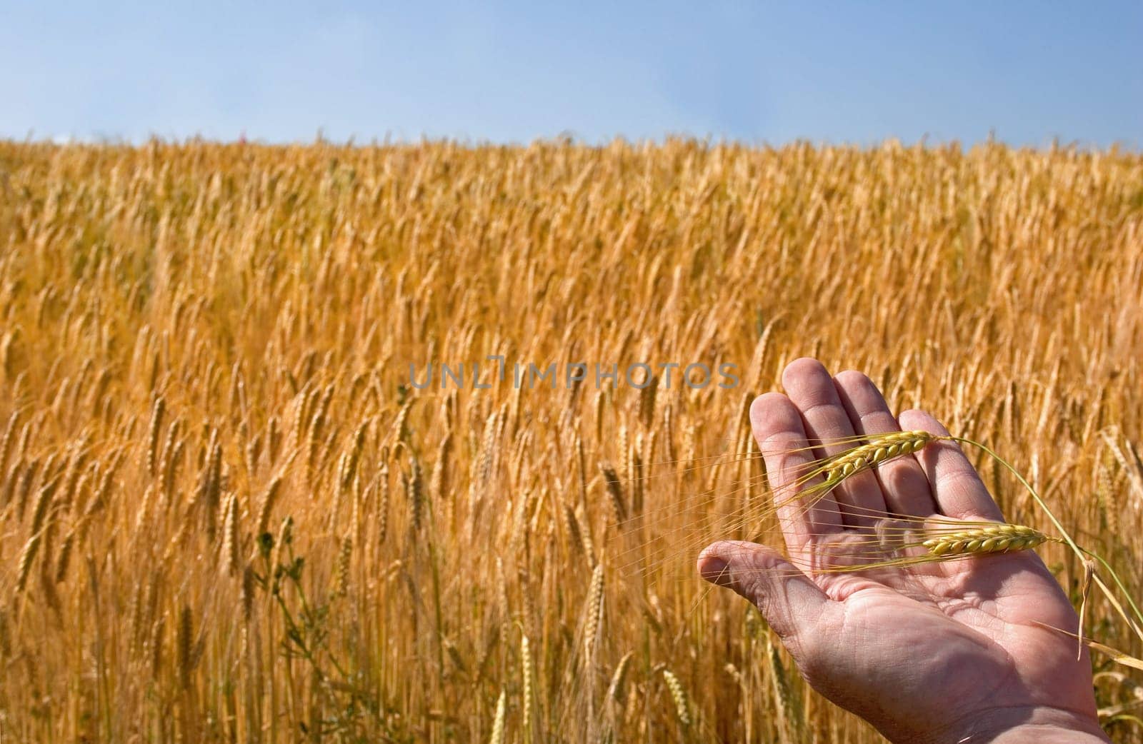 hand holding ears of ripe corn