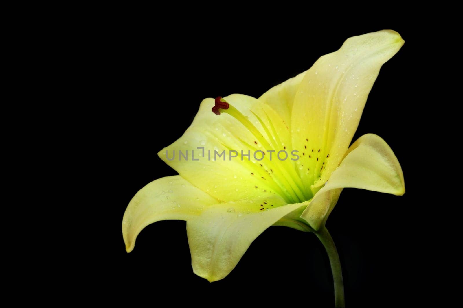 yellow lily on black bckground