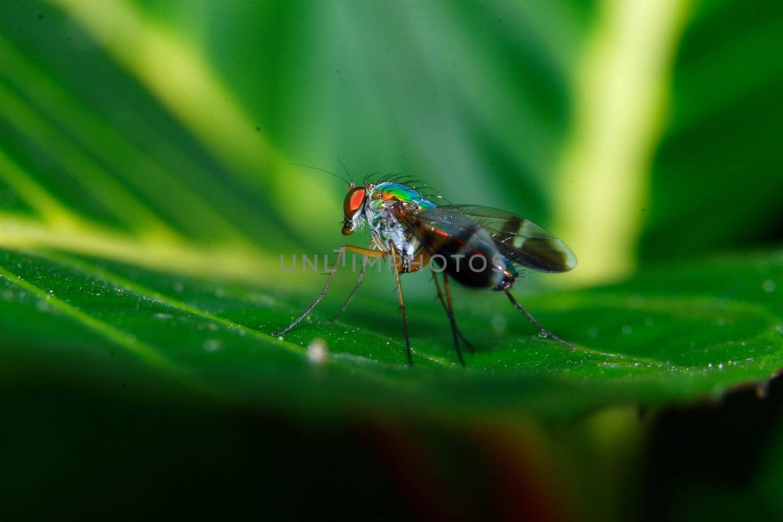 insect