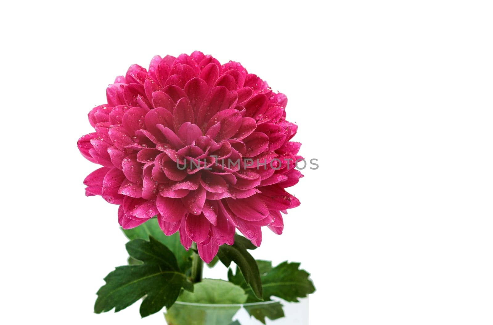 purple chrysantheum into flowerpot on white background