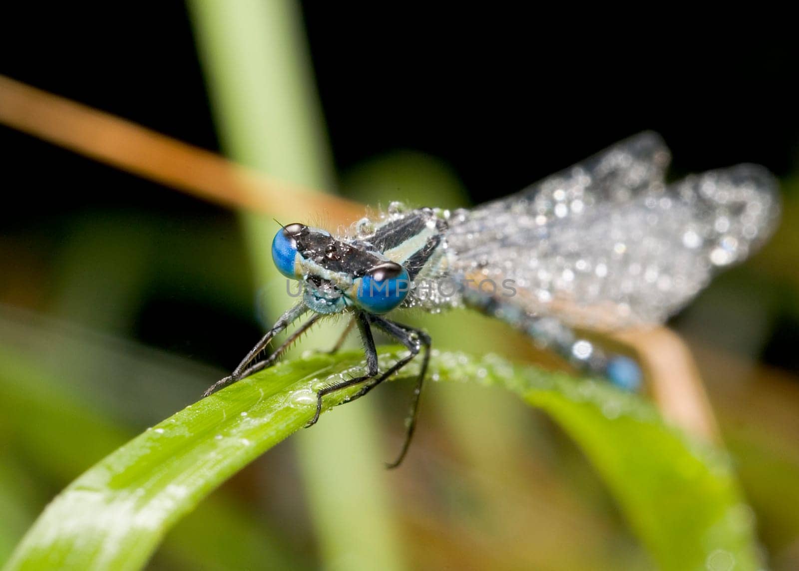 Close-up of wet dragon-fly