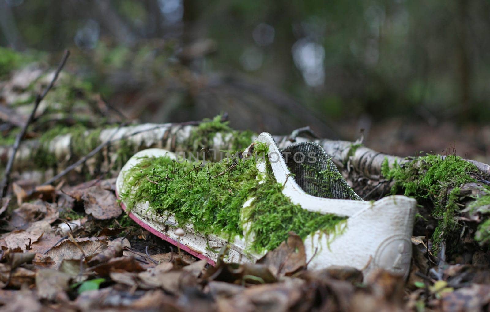 Shoe in forest