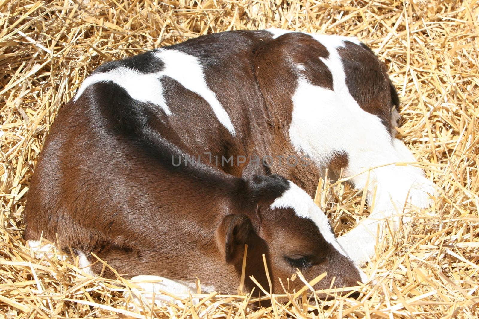 A little newborn calf sleeping in hay