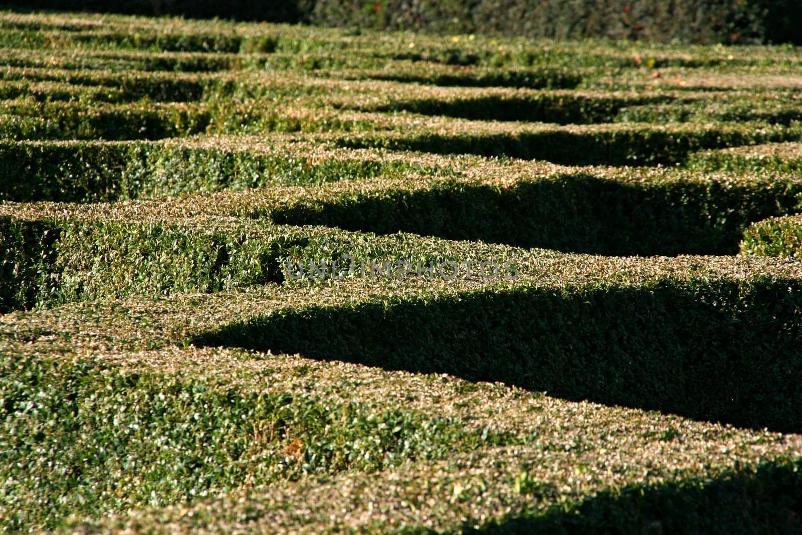 Diamond shaped pattern of sculptured hedges in the botanical garden of Brussels.