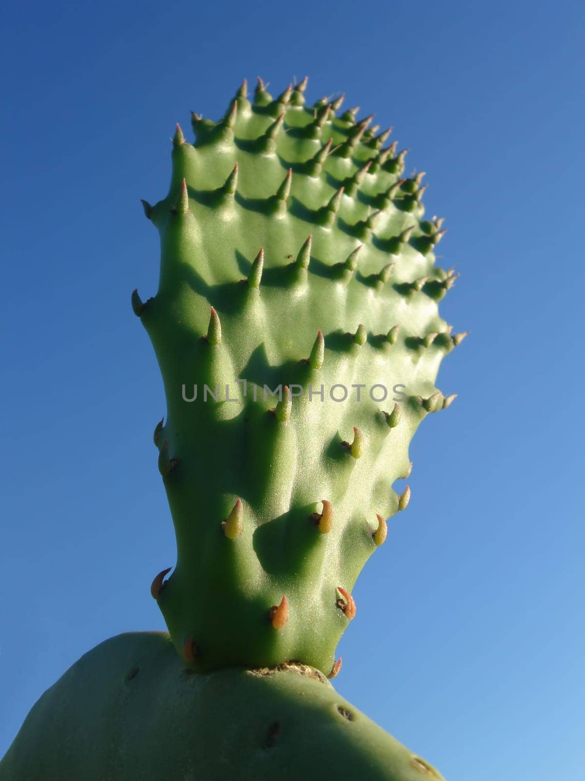 Green young Sagauro Cactus  over the blue sky