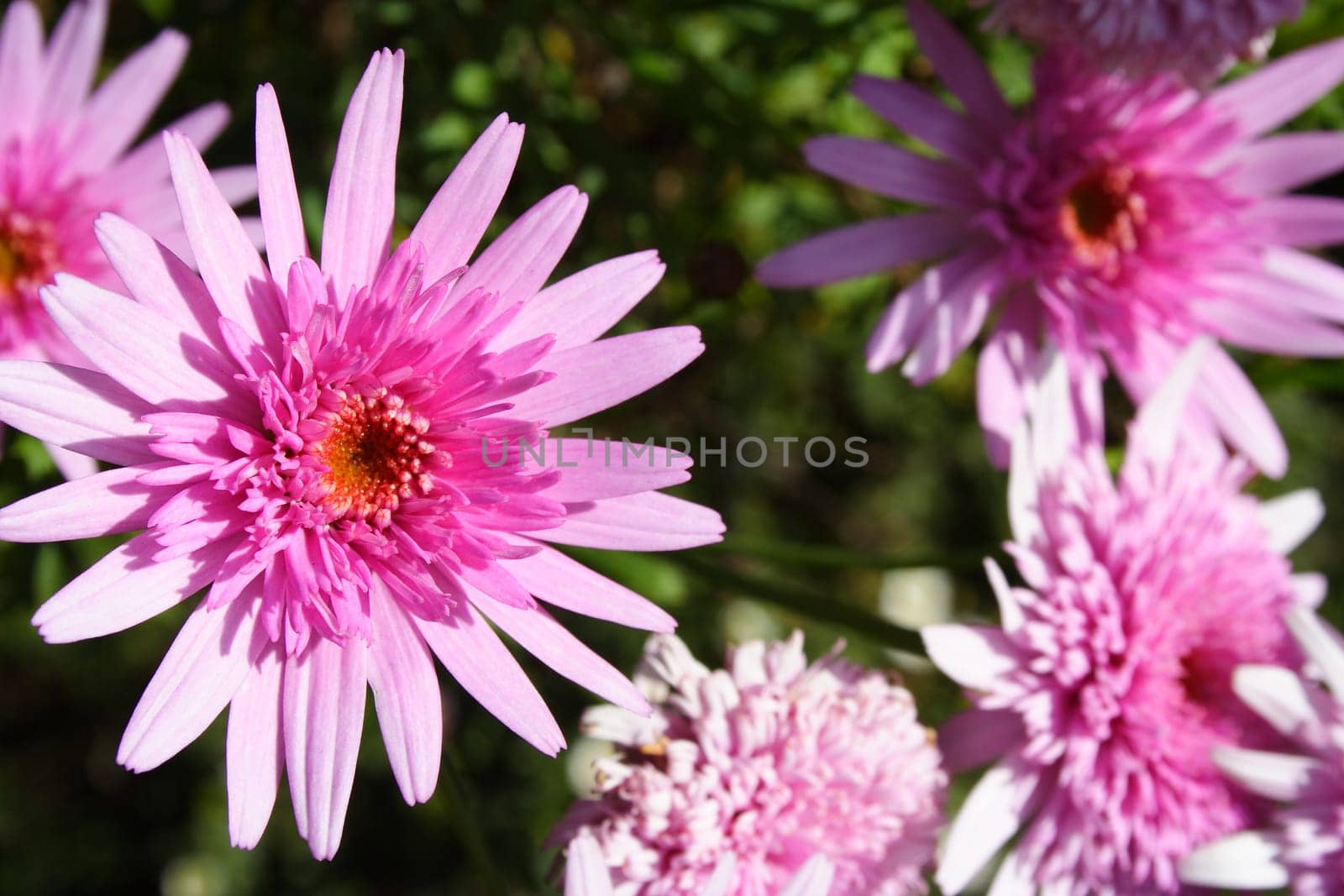 Gerbera flowers