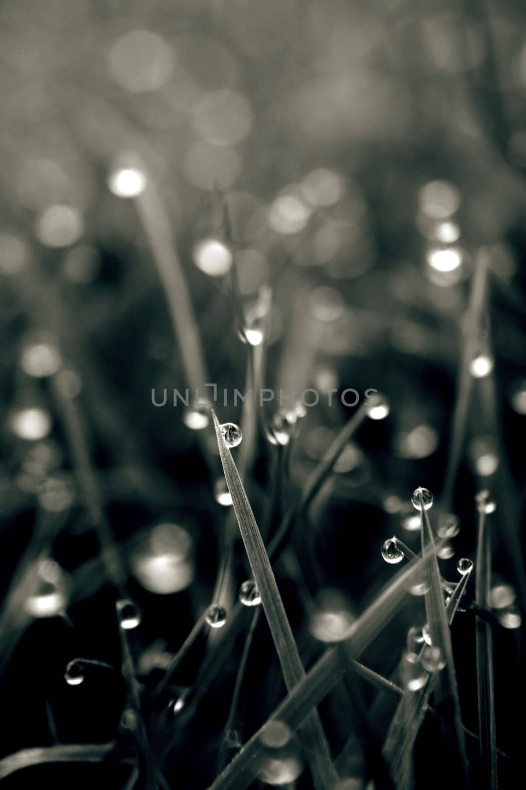 abstract grass in black and white with dew drops