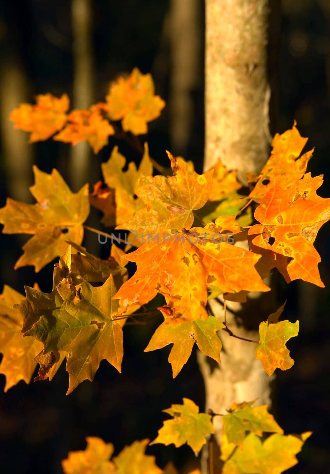 Beautiful colors. Cleveland, Tennessee, November 2006