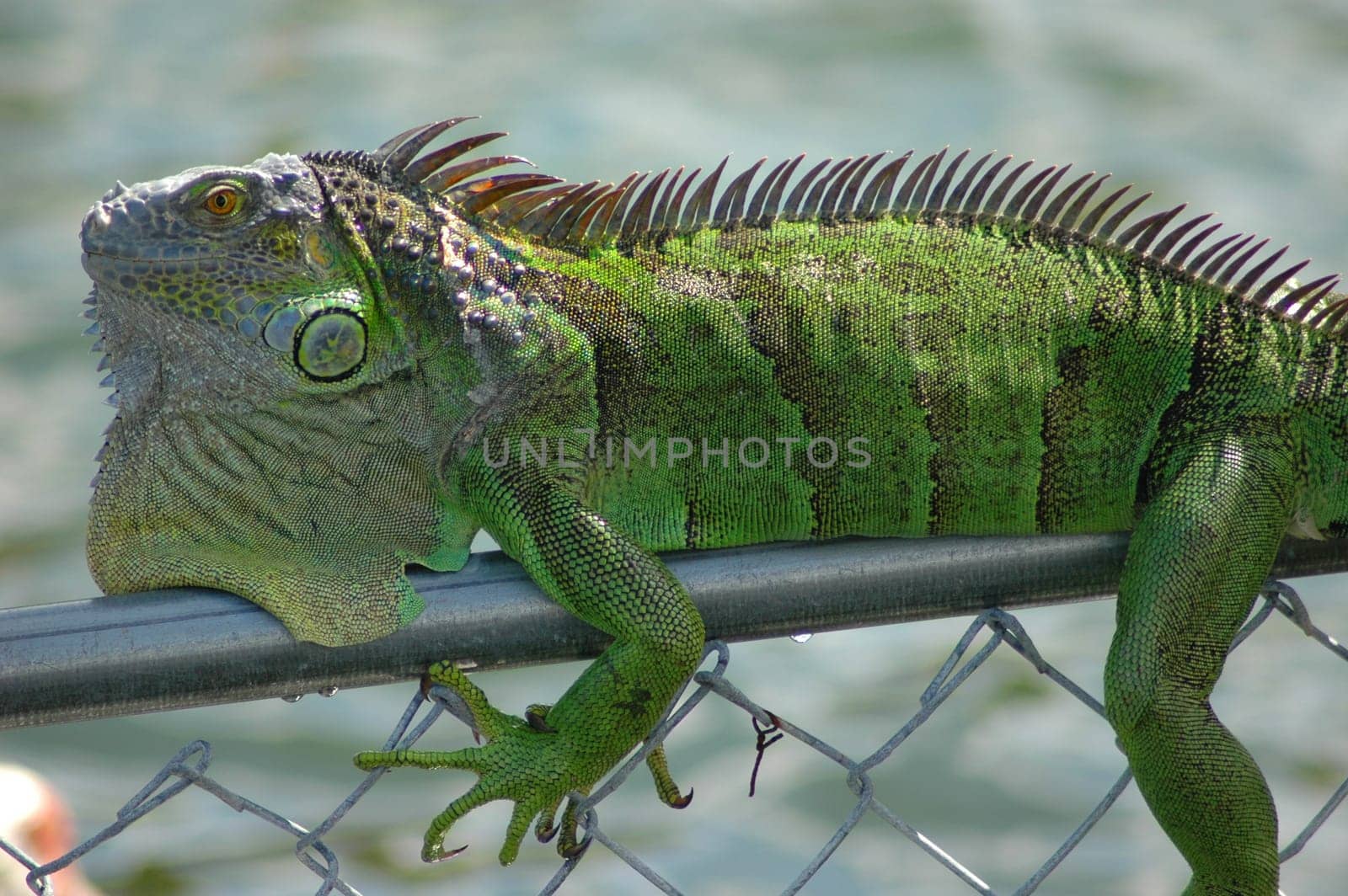 Green iguana lying on a chain link fence.